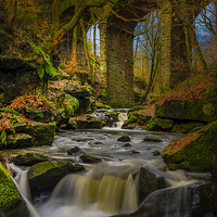 Buy canvas prints of Healey Dell by Steven Purcell