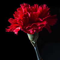 Buy canvas prints of Red Carnation by Steven Purcell