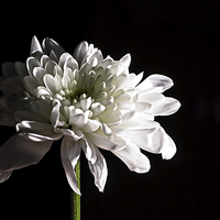 Buy canvas prints of Chrysanthemum by Steven Purcell
