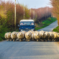 Buy canvas prints of Exmoor Sheep Herding by Dave Webb