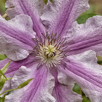 Buy canvas prints of Clematis by Mike Jennings