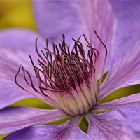 Buy canvas prints of Clematis by Mike Jennings