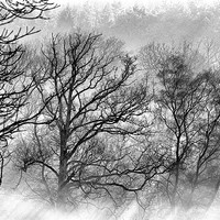 Buy canvas prints of Winter Wood by Mike Jennings