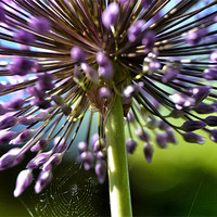 Buy canvas prints of Alium by Mike Jennings