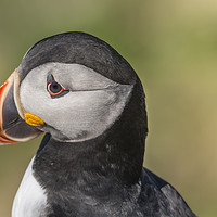 Buy canvas prints of Portrait of a Puffin by Mike Jennings