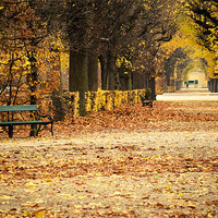Buy canvas prints of Autumn alley by Andrey Glaz