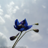 Buy canvas prints of Blue to the Sky by Pics by Jody Adams
