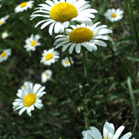 Buy canvas prints of The Shasta Daisies by Pics by Jody Adams