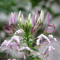 Buy canvas prints of Lavender Spider Lilly by Pics by Jody Adams