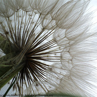 Buy canvas prints of Dandelion to the Sky by Pics by Jody Adams