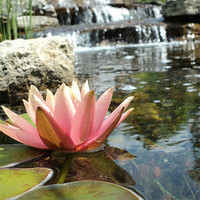 Buy canvas prints of Pink Waterlily and the falls by Pics by Jody Adams