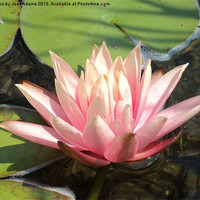 Buy canvas prints of Pink Waterlily by Pics by Jody Adams