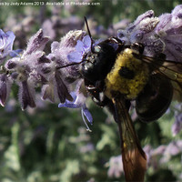 Buy canvas prints of Busy Bee by Pics by Jody Adams