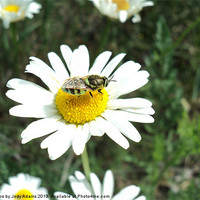Buy canvas prints of Bee landed on the Daisy by Pics by Jody Adams