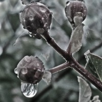 Buy canvas prints of Raindrops on the Bud by Pics by Jody Adams