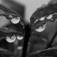 Buy canvas prints of BW Raindrops by Pics by Jody Adams
