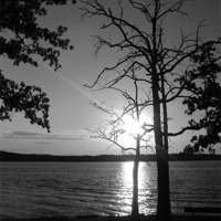 Buy canvas prints of BW Bare Tree by Pics by Jody Adams