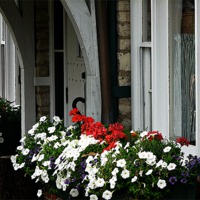 Buy canvas prints of Petunias in the Window Box by Pics by Jody Adams
