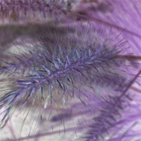Buy canvas prints of Lavender Grasses by Pics by Jody Adams
