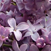 Buy canvas prints of Lilacs by Pics by Jody Adams