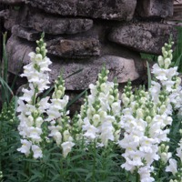 Buy canvas prints of White Snap Dragons by Pics by Jody Adams