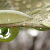 Buy canvas prints of Green in the Drop by Pics by Jody Adams
