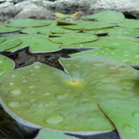 Buy canvas prints of LilyPads by Pics by Jody Adams