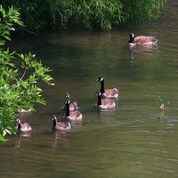 Buy canvas prints of Geese Swimming by Pics by Jody Adams