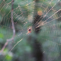 Buy canvas prints of Spider and Web by Pics by Jody Adams
