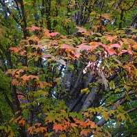 Buy canvas prints of A Little Bit of Orange by Pics by Jody Adams