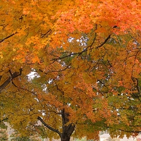 Buy canvas prints of Trees of Autumn by Pics by Jody Adams