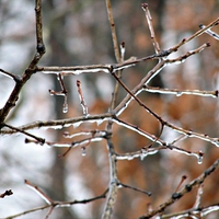 Buy canvas prints of Icy Limbs by Pics by Jody Adams