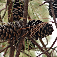Buy canvas prints of Pine Cones in the Pine Tree by Pics by Jody Adams