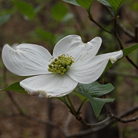 Buy canvas prints of Dogwood Spring 2014 by Pics by Jody Adams