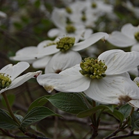 Buy canvas prints of Dogwood Blooms by Pics by Jody Adams