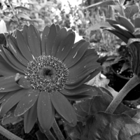 Buy canvas prints of Shasta Daisy in Black and White by Pics by Jody Adams