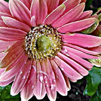 Buy canvas prints of Oil Painting Pink Daisy by Pics by Jody Adams