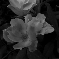 Buy canvas prints of  BW Country Roses by Pics by Jody Adams