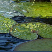 Buy canvas prints of  Waterdrops on Lilypads by Pics by Jody Adams