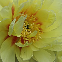 Buy canvas prints of  Yellow Peonie by Pics by Jody Adams