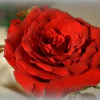 Buy canvas prints of Red Red Rose by Pics by Jody Adams