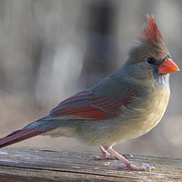 Buy canvas prints of Young Cardinal by Pics by Jody Adams