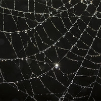 Buy canvas prints of web of dew by kev bates