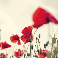 Buy canvas prints of poppies by kev bates