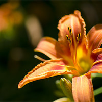 Buy canvas prints of Orange Tiger Lilly by Jessica Berlin