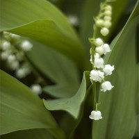 Buy canvas prints of White Lilly of the Vally by Jessica Berlin