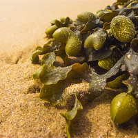 Buy canvas prints of Seaweed on Beach by Steve Townsend