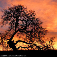 Buy canvas prints of Tree With Sky On Fire by Priya Ghose