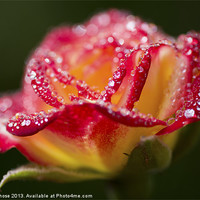 Buy canvas prints of Raindrops On A Rose by Priya Ghose