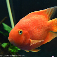 Buy canvas prints of Cute Orange Parrot Fish by Wayne Usher